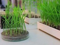 Ученые АлтГТУ запатентовали способ определения всхожести семян пшеницы